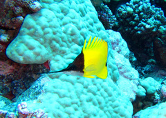 Forcipiger longirostris