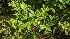 Vaccinium padifolium image