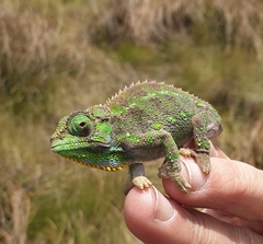 Aberdare Mountains Dwarf Chameleon photo 2