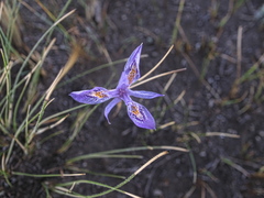 Moraea alpina