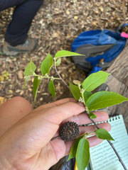 Guazuma ulmifolia image