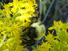 Bombus impatiens