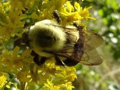 Bombus impatiens