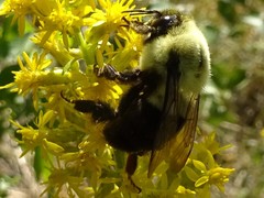 Bombus impatiens