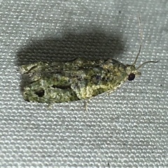 Proteoteras implicata