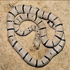 Gray-Banded Kingsnake photo 1