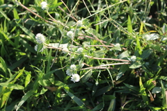 Gomphrenoideae