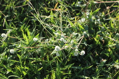 Gomphrenoideae