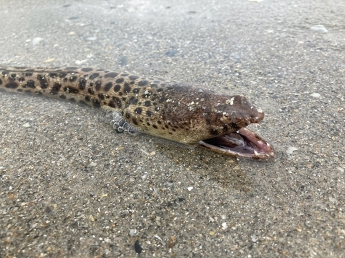 Spotted Spoon-nose Eel (Echiophis intertinctus) — Ophichthidae — 3