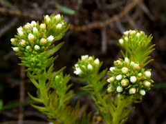Thesium capitatum