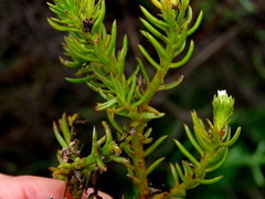 Thesium capitatum