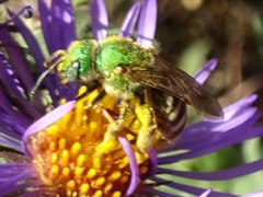 Agapostemon virescens