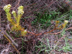 Thesium capitatum