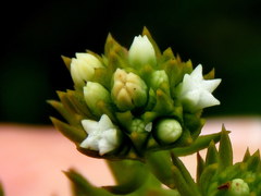 Thesium capitatum