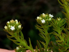 Thesium capitatum