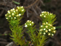 Thesium capitatum