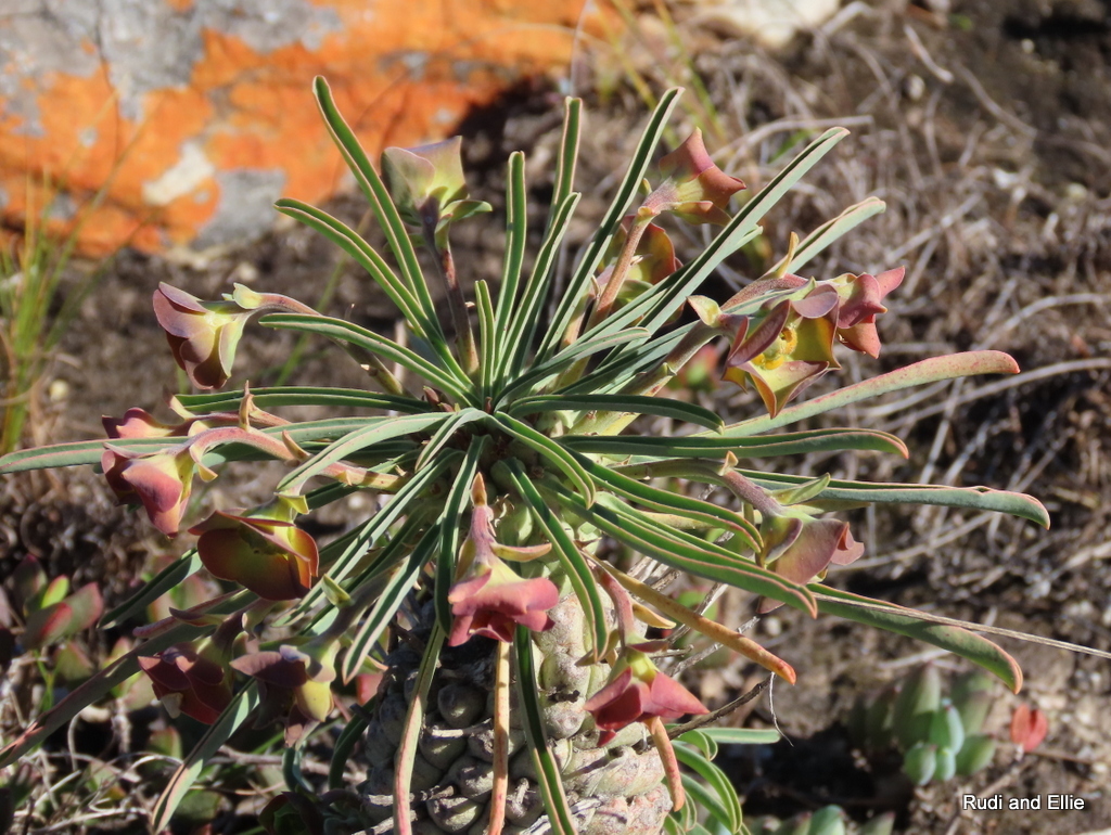 Euphorbia pubiglans