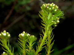 Thesium capitatum
