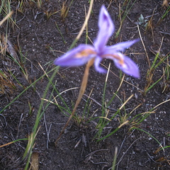 Moraea alpina