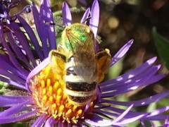 Agapostemon virescens