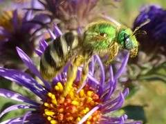 Agapostemon virescens