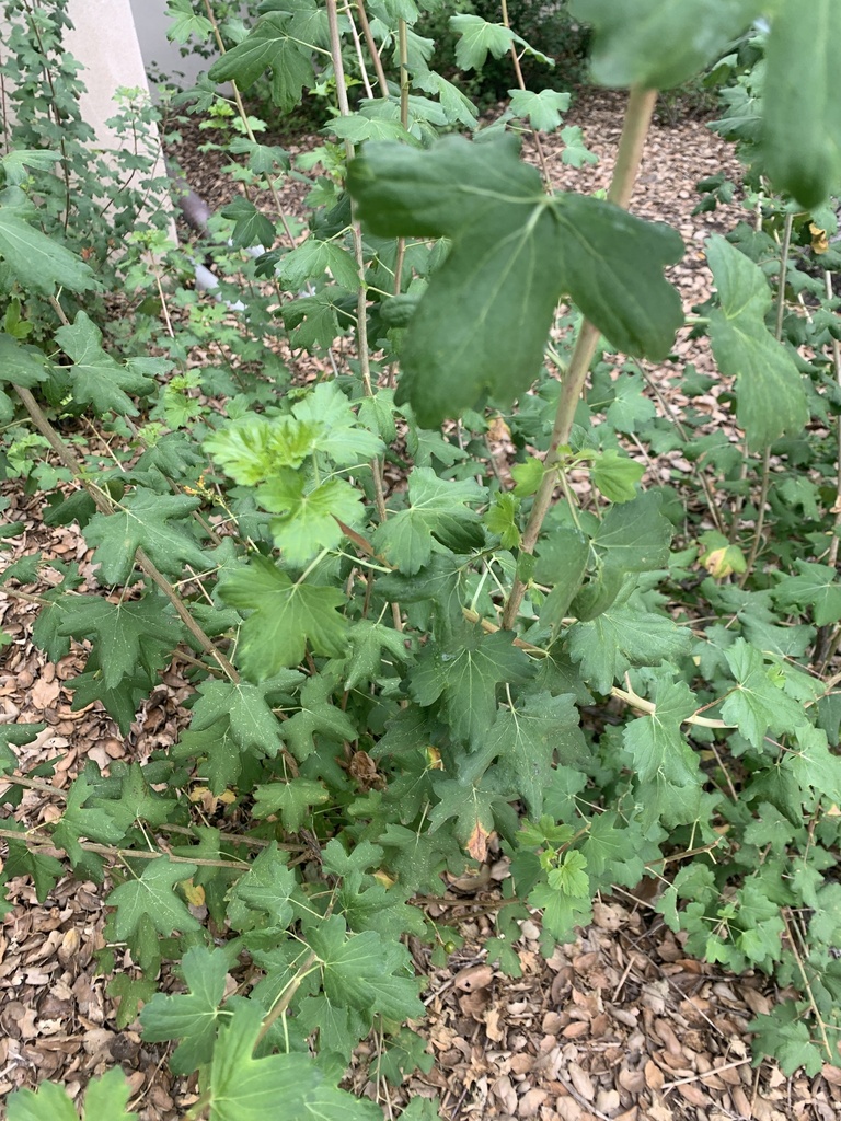 golden-currant-from-the-claremont-colleges-claremont-ca-us-on-april