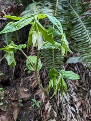 Smith's Fairbells (Prosartes smithii)