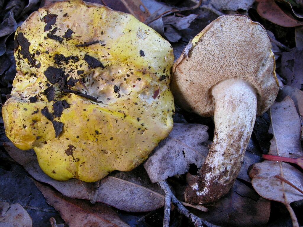 Tylopilus phaseolisporus