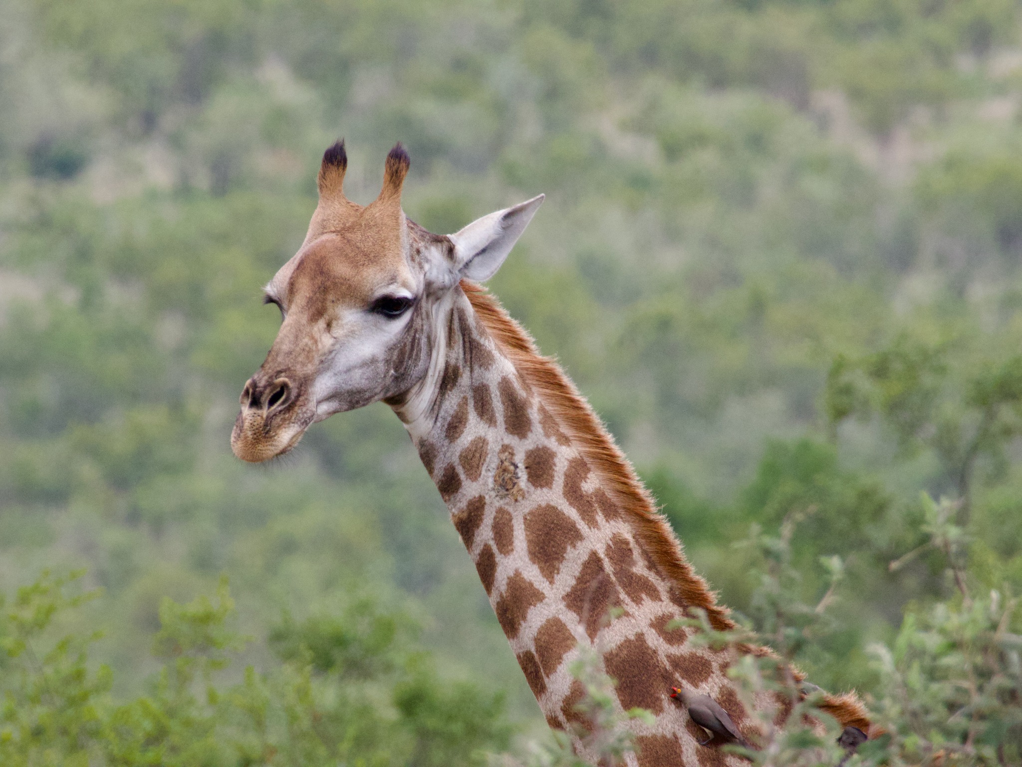 Giraffa camelopardalis (Linnaeus, 1758)