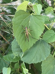 Orchelimum pulchellum