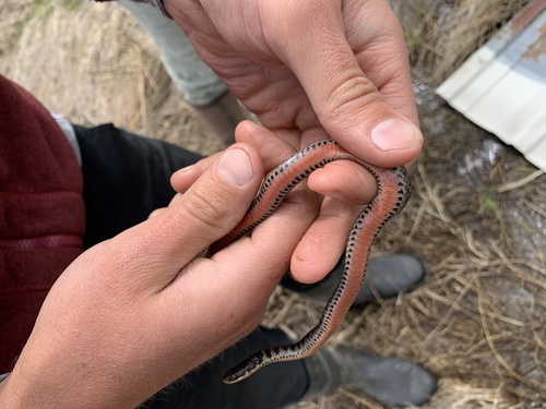 Kirtland's Snake