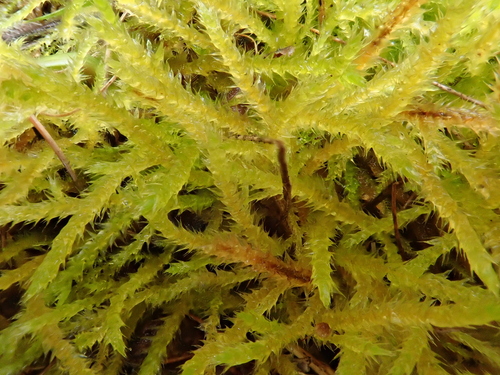 Image of Rhynchostegium megapolitanum by (c) Christian Berg, some rights reserved (CC BY)