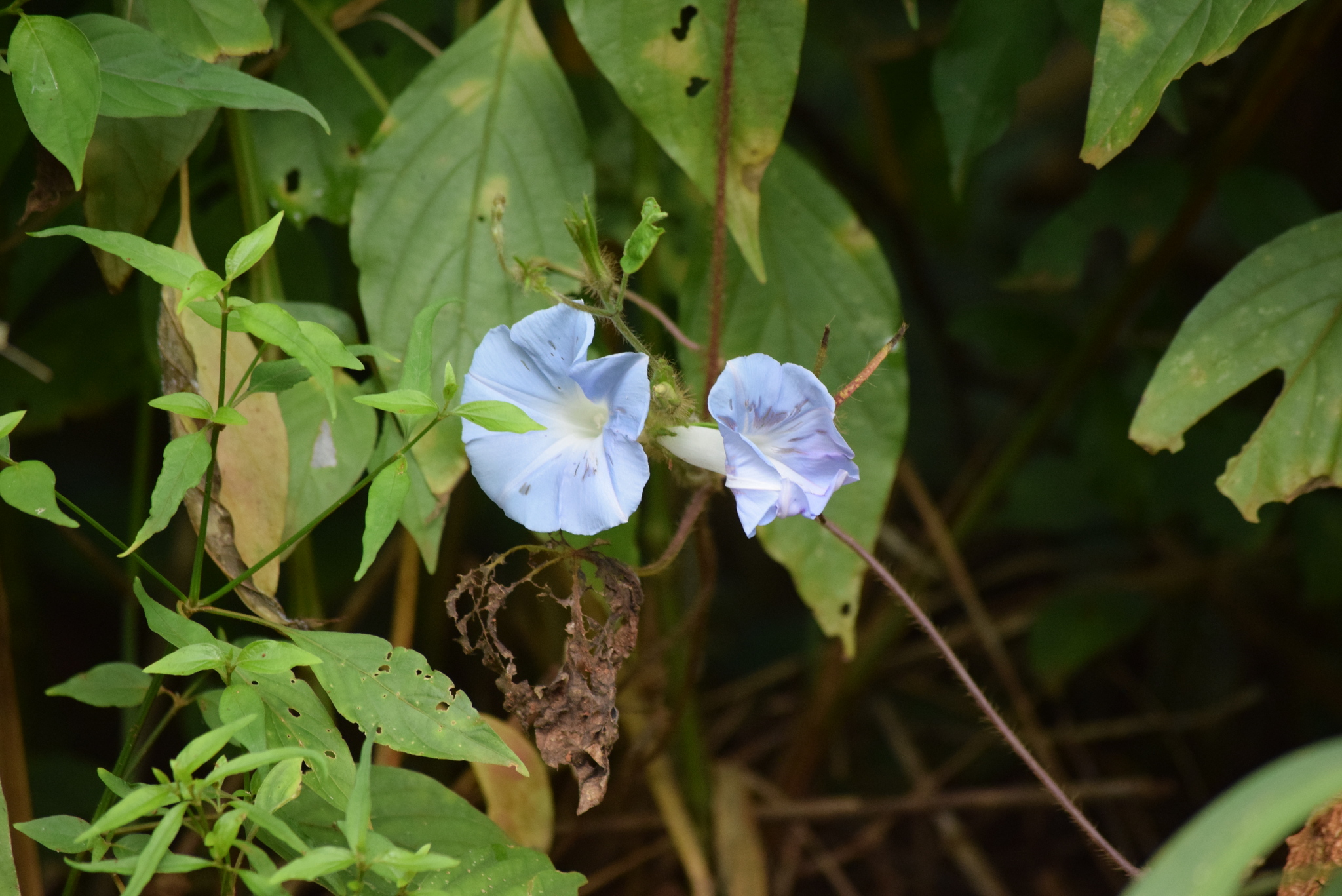 Ipomoea nil