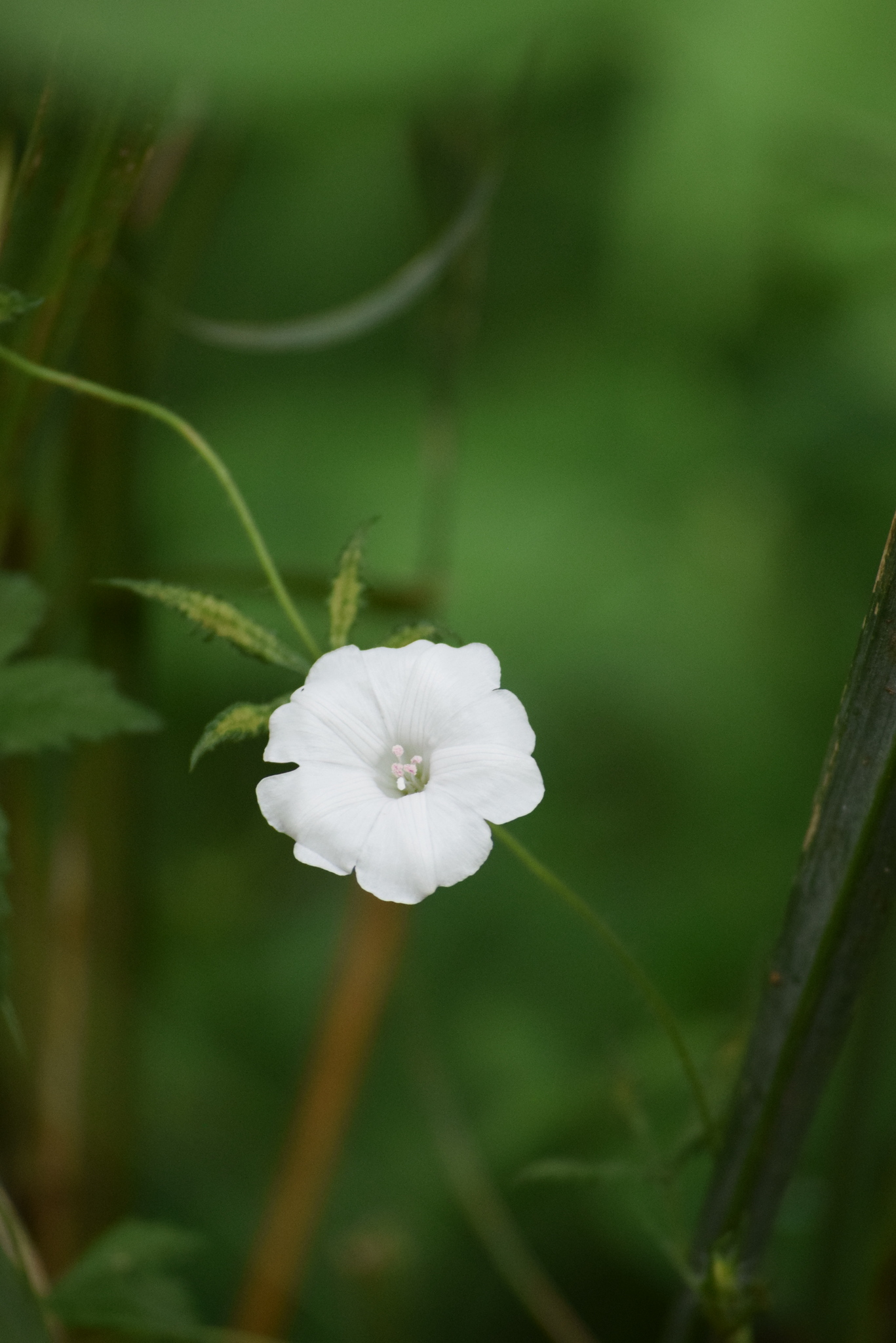 Distimake cissoides