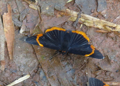 Riodina lycisca