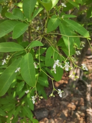 White Wood (Vitex leucoxylon)