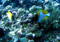 Hemitaurichthys polylepis