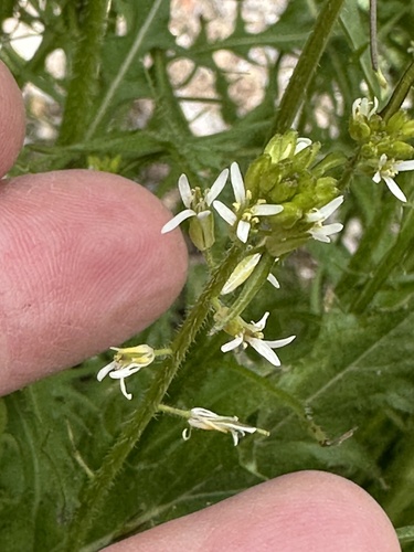 Streptanthus lasiophyllus, photograph 5