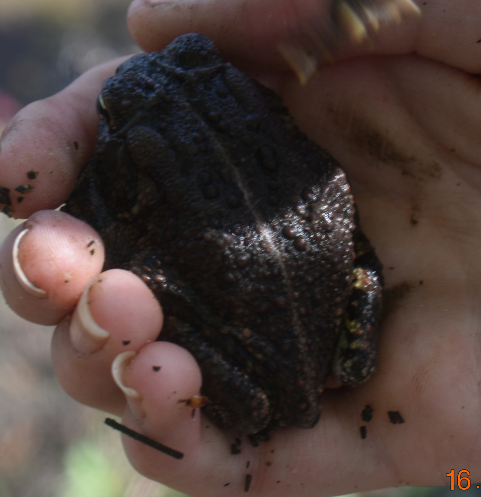 Fowler's Toad from Sussex County, DE, USA on April 16, 2023 at 08:58 AM ...