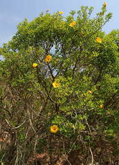 Image of Hibiscus dioscorides