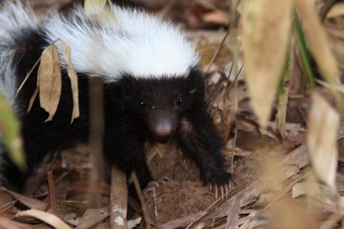 Amazon Hog-nosed Skunk (Conepatus amazonicus) — Data Deficient Mammalia