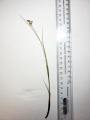 Carex douglasii