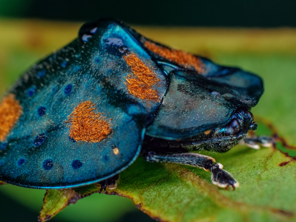 Blue and Orange Tortoise Beetle
