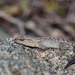 Striped Leaf-toed Gecko - Photo (c) Ockert van Schalkwyk, some rights reserved (CC BY-NC), uploaded by Ockert van Schalkwyk