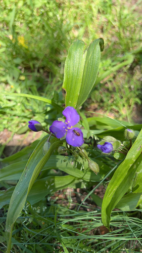 Image of Tradescantia ernestiana by (c) Denise Elmer, some rights reserved (CC BY)