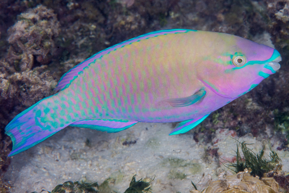 Palenose Parrotfish (Reef Fish of the Hawaiian Islands) · iNaturalist