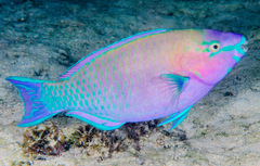 Palenose Parrotfish photo 2