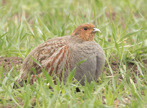 Perdiz pardilla (Perdix perdix)