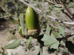 Quercus john-tuckeri