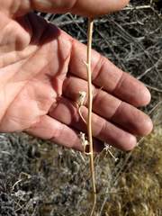 Delphinium parishii subglobosum